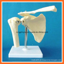 Modelo de esqueleto articular para simulação anatômica humana para ensino médico
